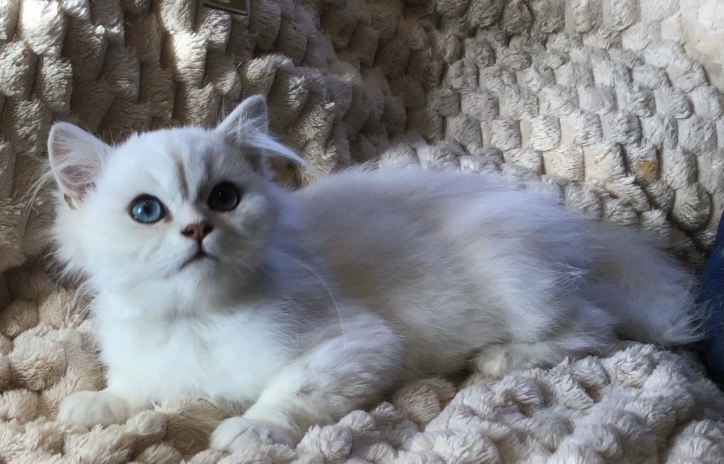 Schitterende  ragdoll Kittens, Meerdere dieren, Ontwormd, 0 tot 2 jaar