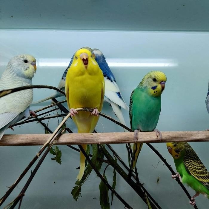 Melopsittacus undulatus, Dieren en Toebehoren, Meerdere dieren, Parkiet