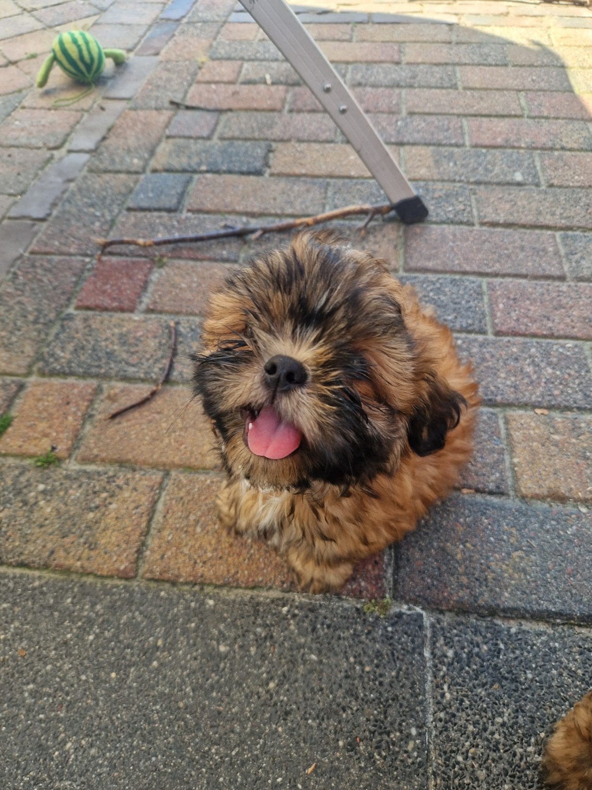 Boomer pups 2x reutje shih tzu x boomer, Parvo, 8 tot 15 weken, Meerdere, Nederland