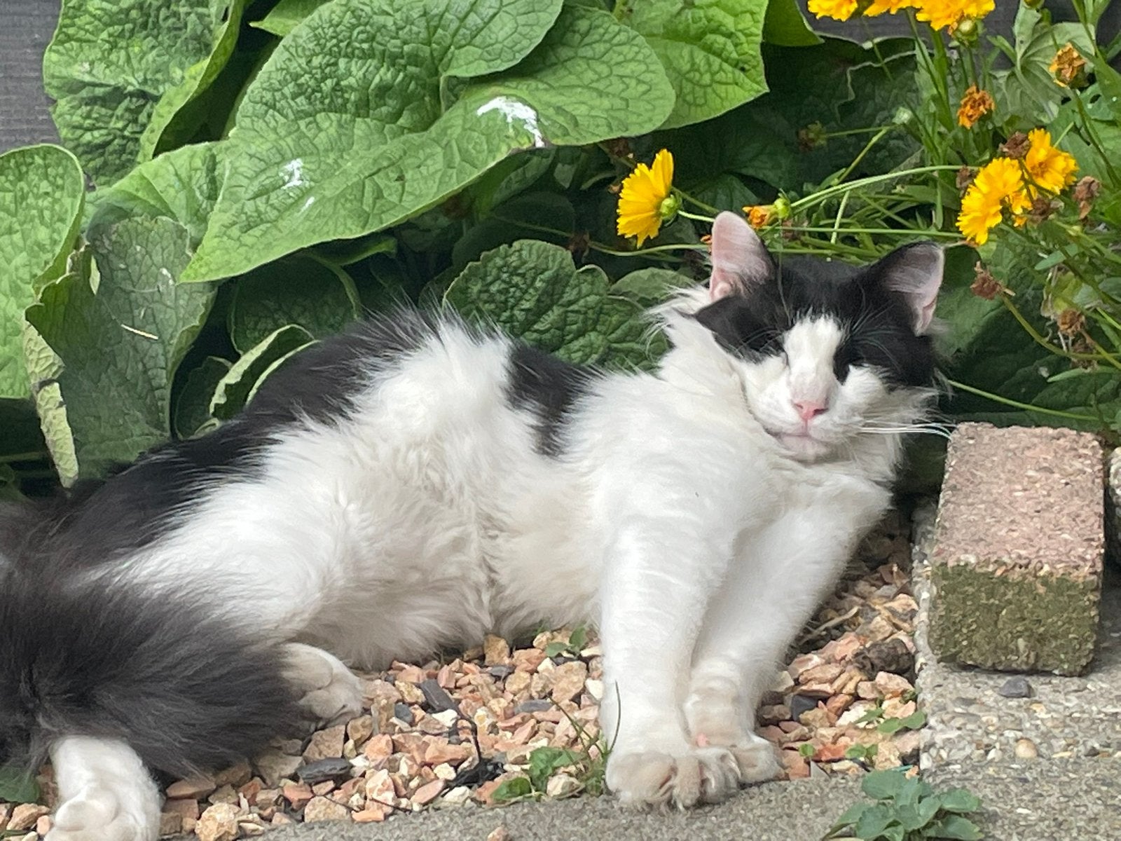 Elias gecastreerd 11 mnd  zoekt zijn forever home, Kater