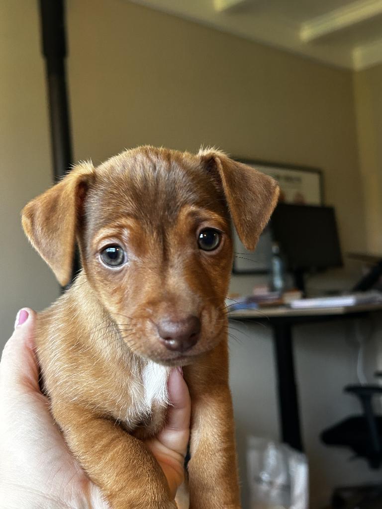 Jack Russel pups, Dieren en Toebehoren, Jack Russell Terriër, 8 tot 15 weken, Parvo, Meerdere