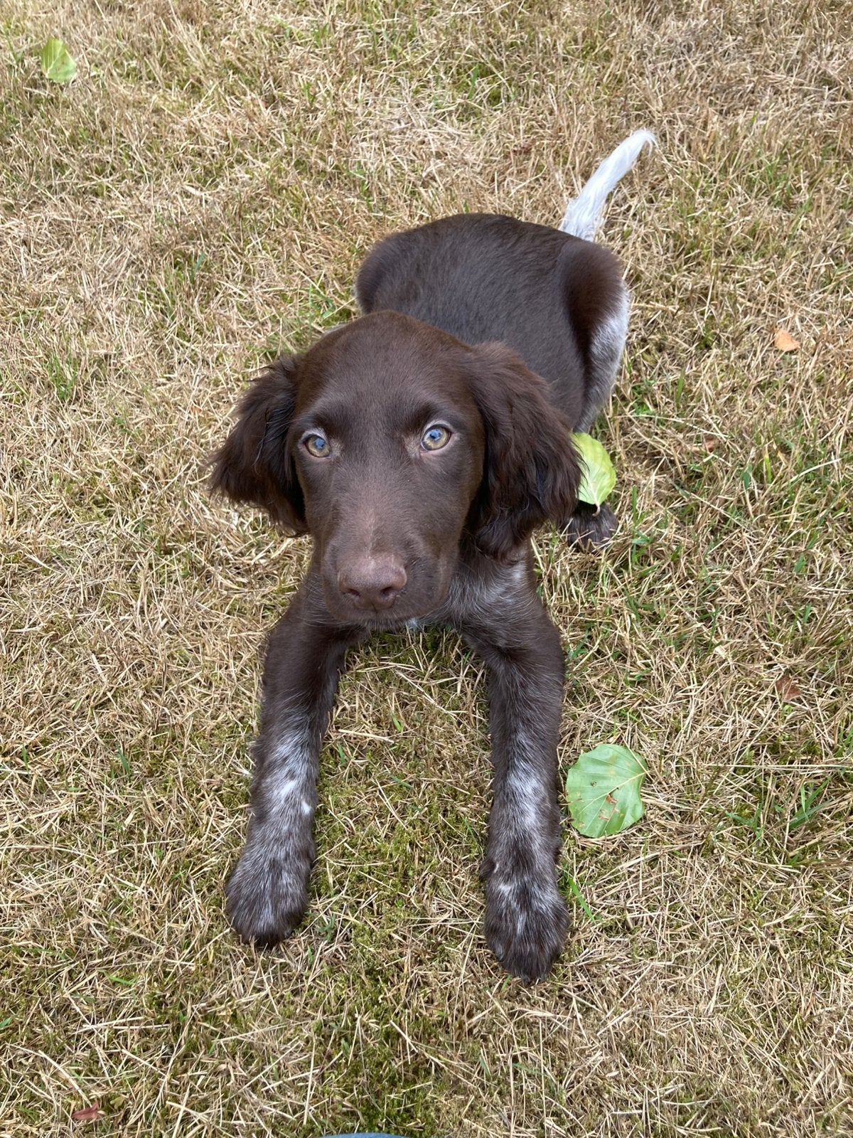 Heidewachtel pups kleine Münsterlander, Parvo, 8 tot 15 weken, Meerdere, Nederland