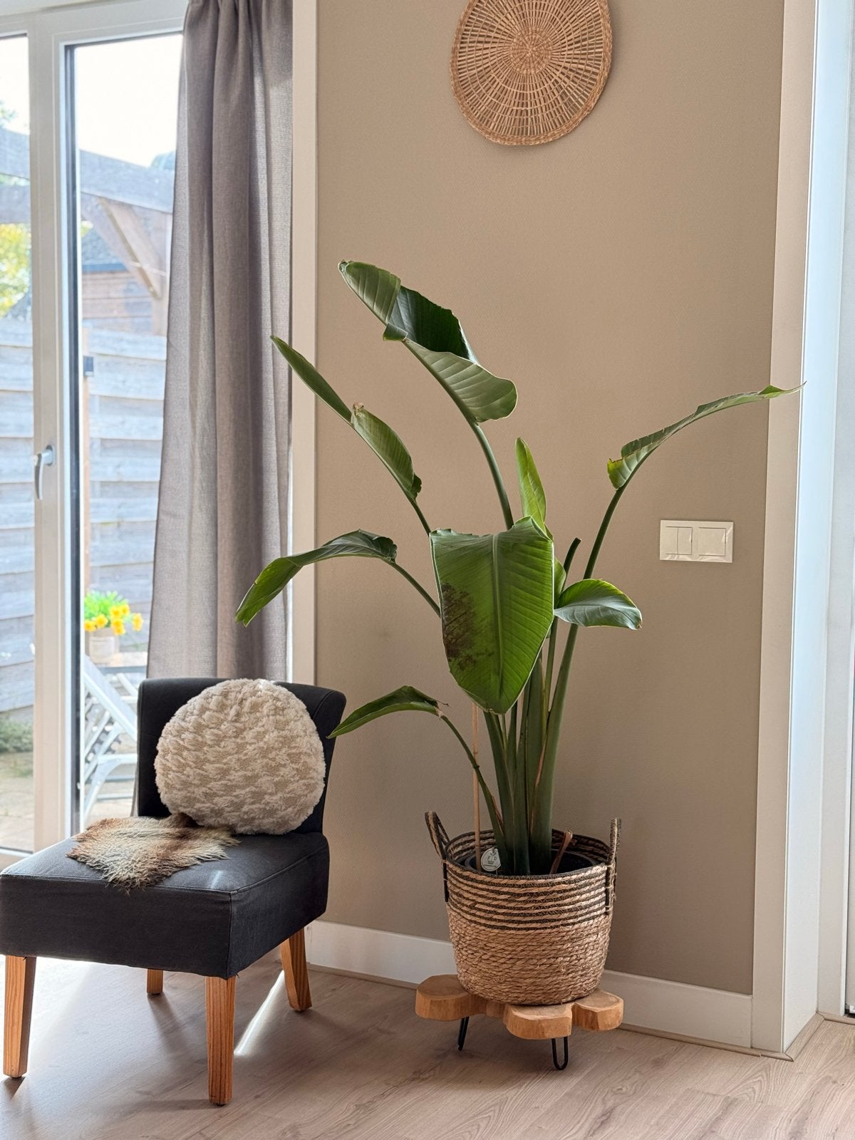 Strelitzia Plant in pot / 140cm hoog, Huis en Inrichting, Ophalen, 100 tot 150 cm, Overige soorten, Halfschaduw