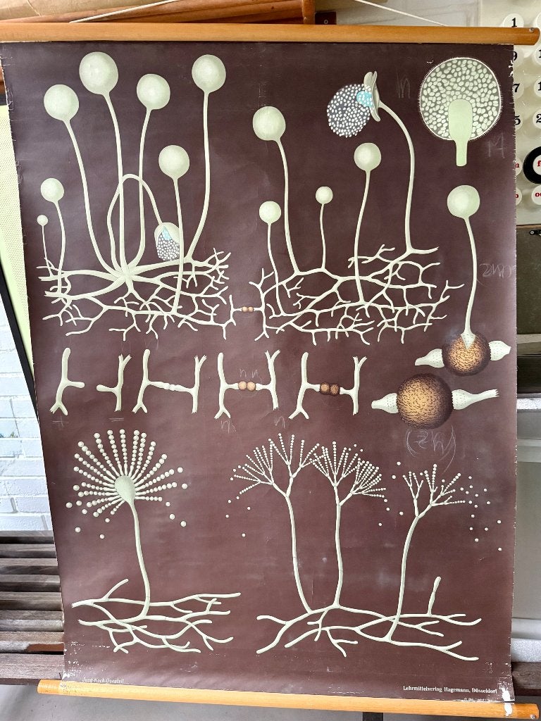 Schoolposter Vintage, Antiek en Kunst, Antiek | Schoolplaten, Ophalen of Verzenden, Natuur en Biologie