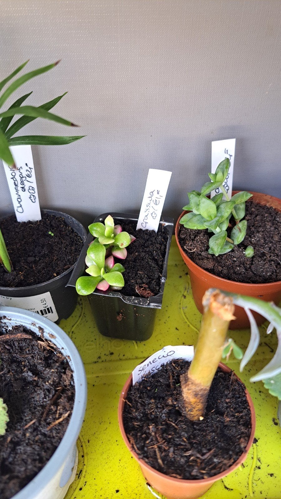 Crassula, Ophalen, Overige soorten, Volle zon