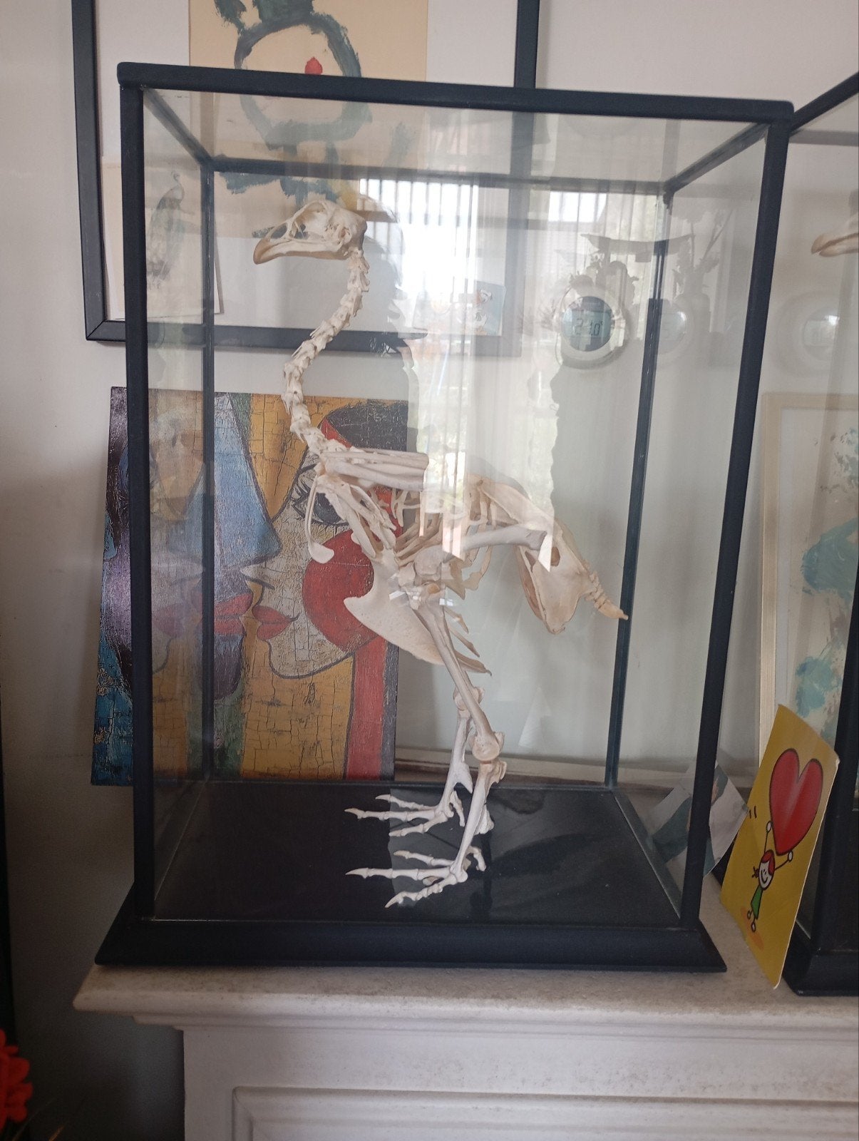 Exclusieve skeletten van kalkoen en gans in vitrine, Verzamelen, Ophalen of Verzenden, Gebruikt