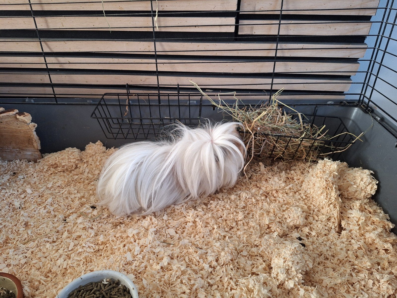 cavia's caviakooi, Cavia, Juni, Vrouwelijk, Tam