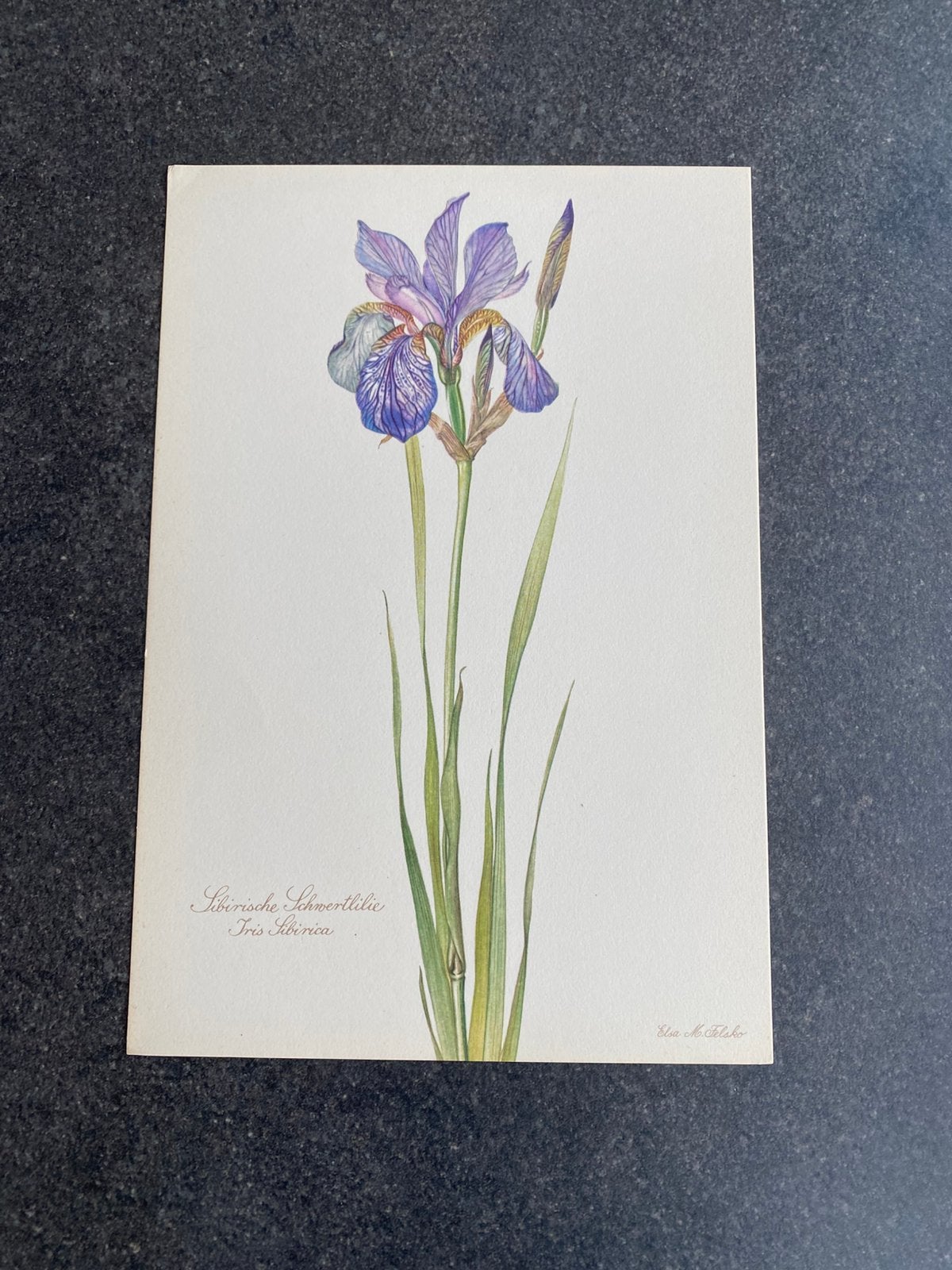 10 prenten bloemen/planten 16,5x24 samen 20 euro oa kamille, Ophalen of Verzenden, Natuur en Biologie