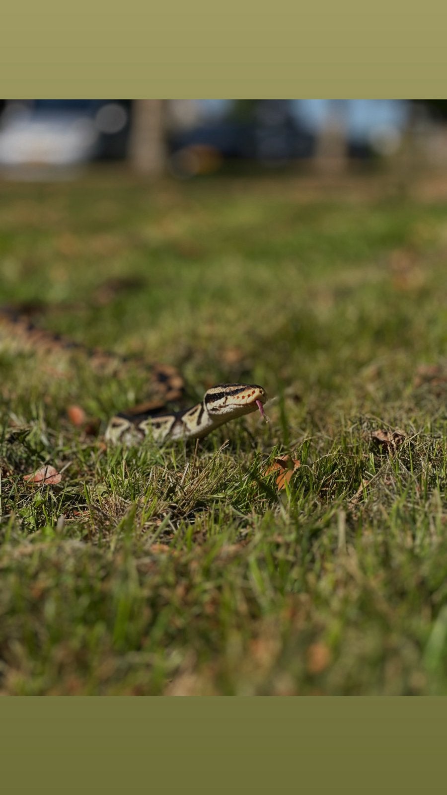 Konings python, Dieren en Toebehoren, Slang, 3 tot 6 jaar
