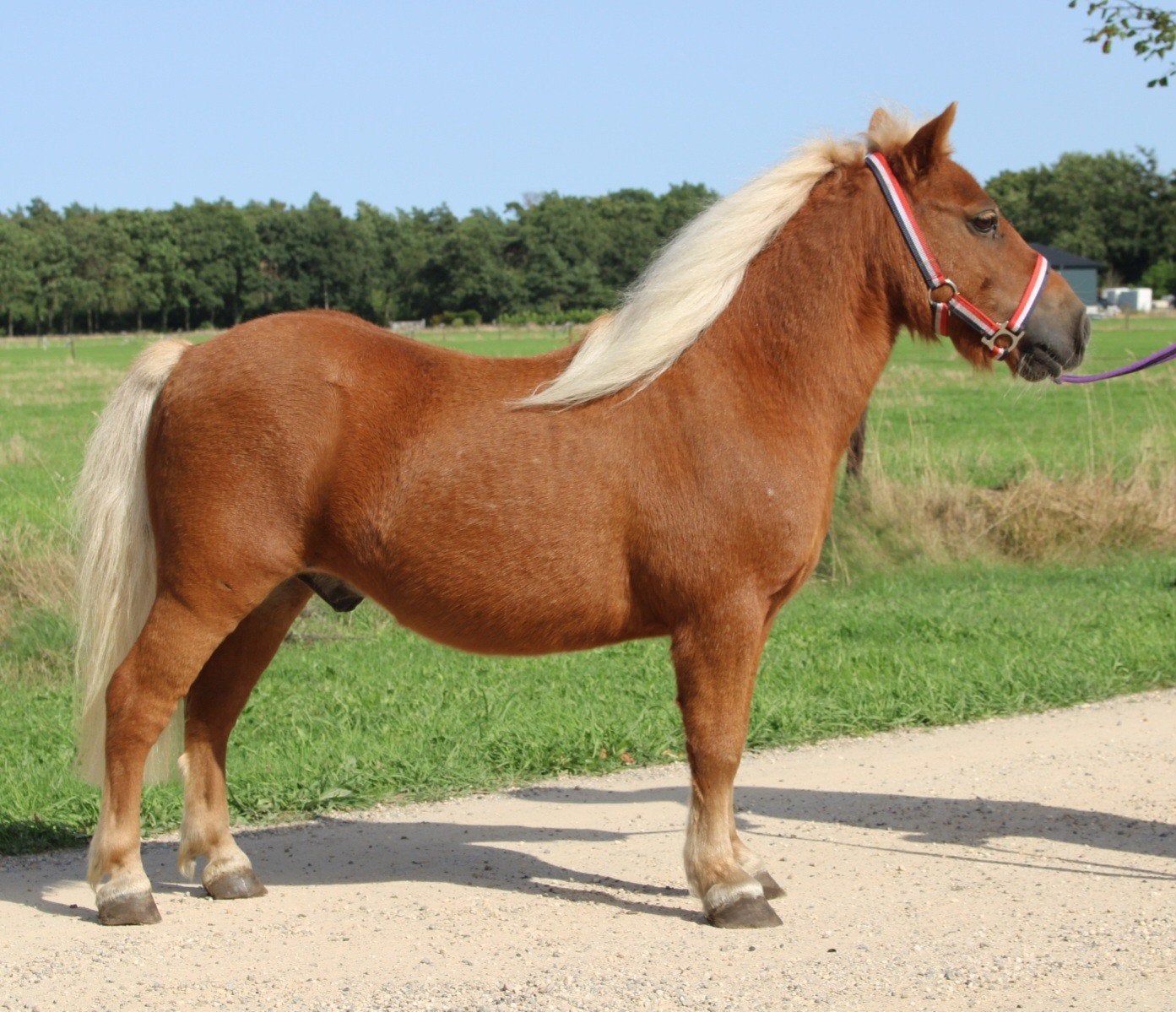 Te koop 8 super knappe shetlander en een betuigd Welsh ruin, Ruin, A pony (tot 1.17m), Recreatiepony, Gechipt