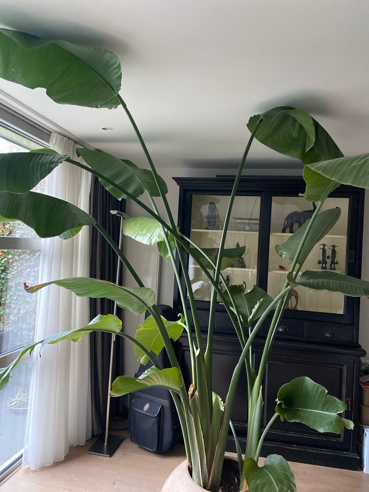 Grote Strelitzia Nicolai - Paradijsvogelplant, Ophalen, 200 cm of meer, Overige soorten, Volle zon
