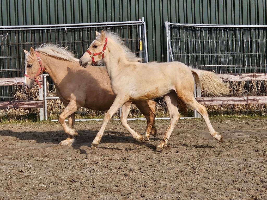 Hengst veulen, Dieren en Toebehoren, Pony's, 0 tot 2 jaar, Hengst, A pony (tot 1.17m), Gechipt