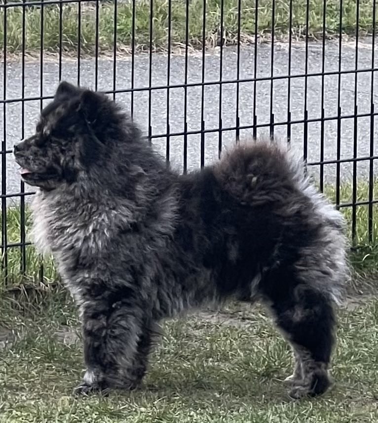 franse bulldog X Chow Chow, frowfrow , french chow, Parvo, Overige rassen, 8 tot 15 weken, Teef
