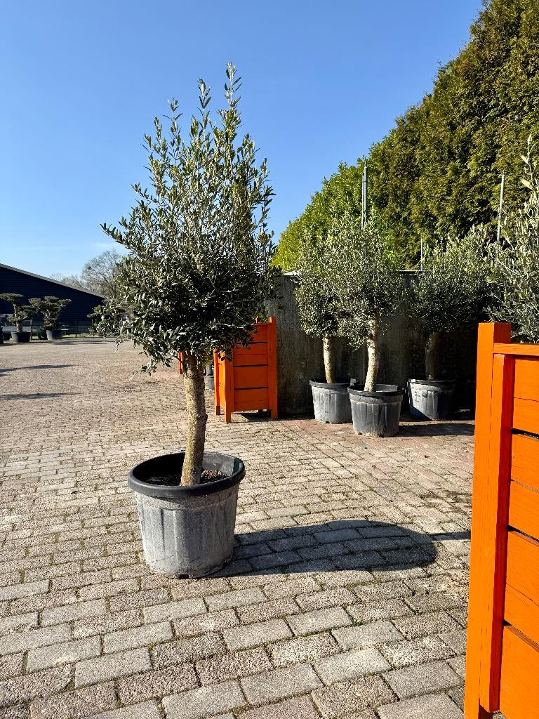 Olijfbomen dikke stam ACTIE €89,95 Op=Op 200cm alleen afhaal, Tuin en Terras, Planten | Bomen, Ophalen of Verzenden, Lente, 100 tot 250 cm