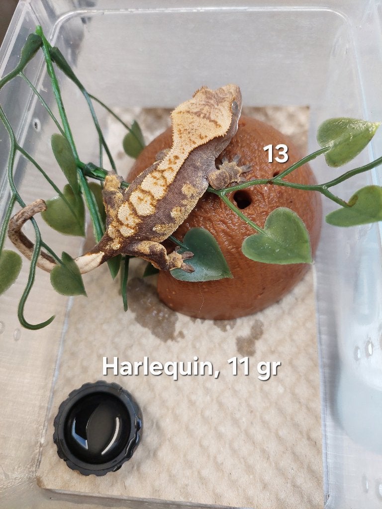 Wimpergekko's Harlequin, Dieren en Toebehoren, Hagedis, 0 tot 2 jaar