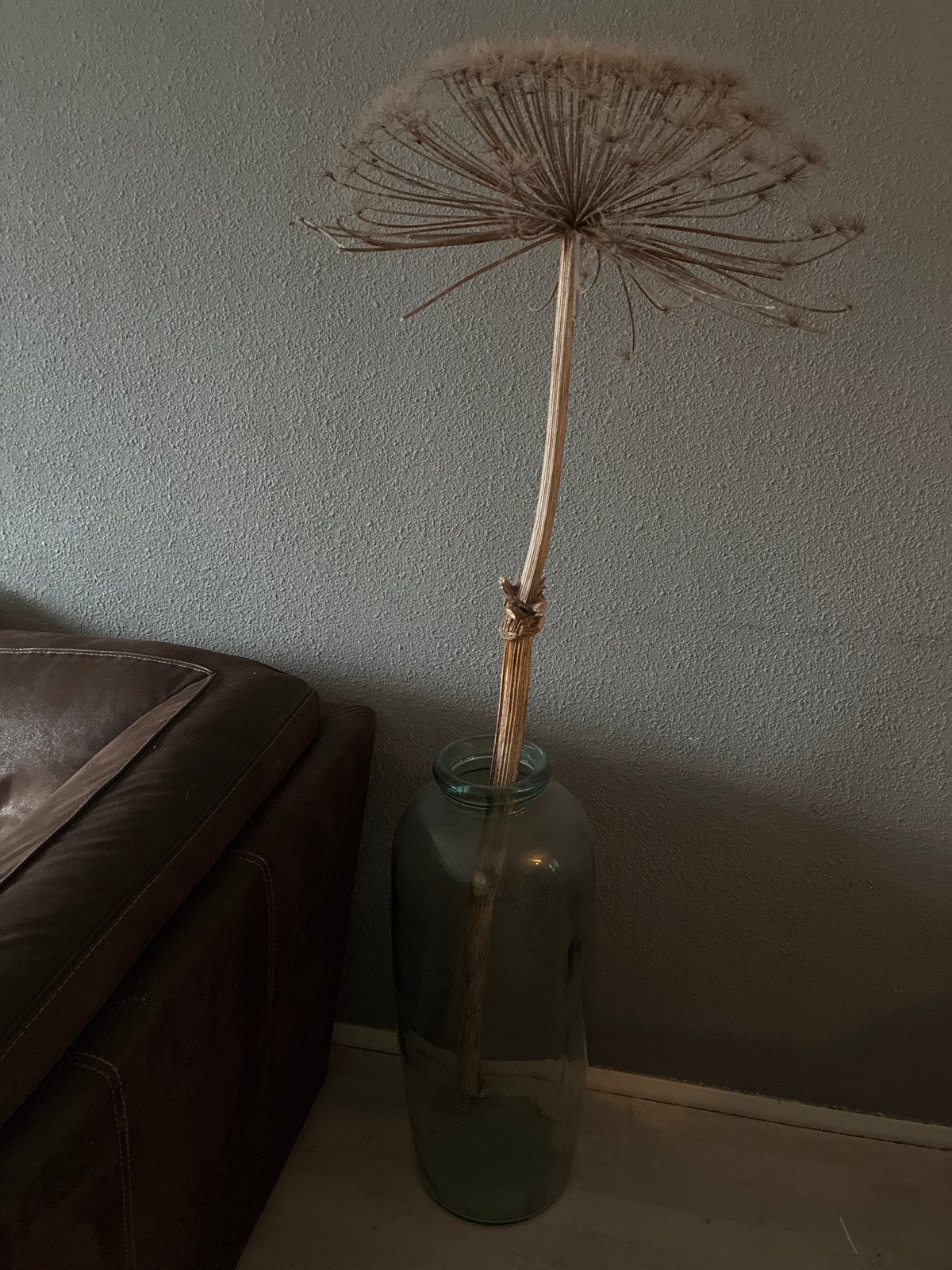 Grote glazen vaas met gedroogde berenklauw, Ophalen, Gebruikt, Inclusief droogbloemen, Transparant