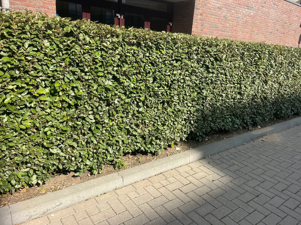 Bladhoudende Olijfwilg - Mooie, volle haagplanten, Volle zon, Vaste plant, Zomer, Ophalen