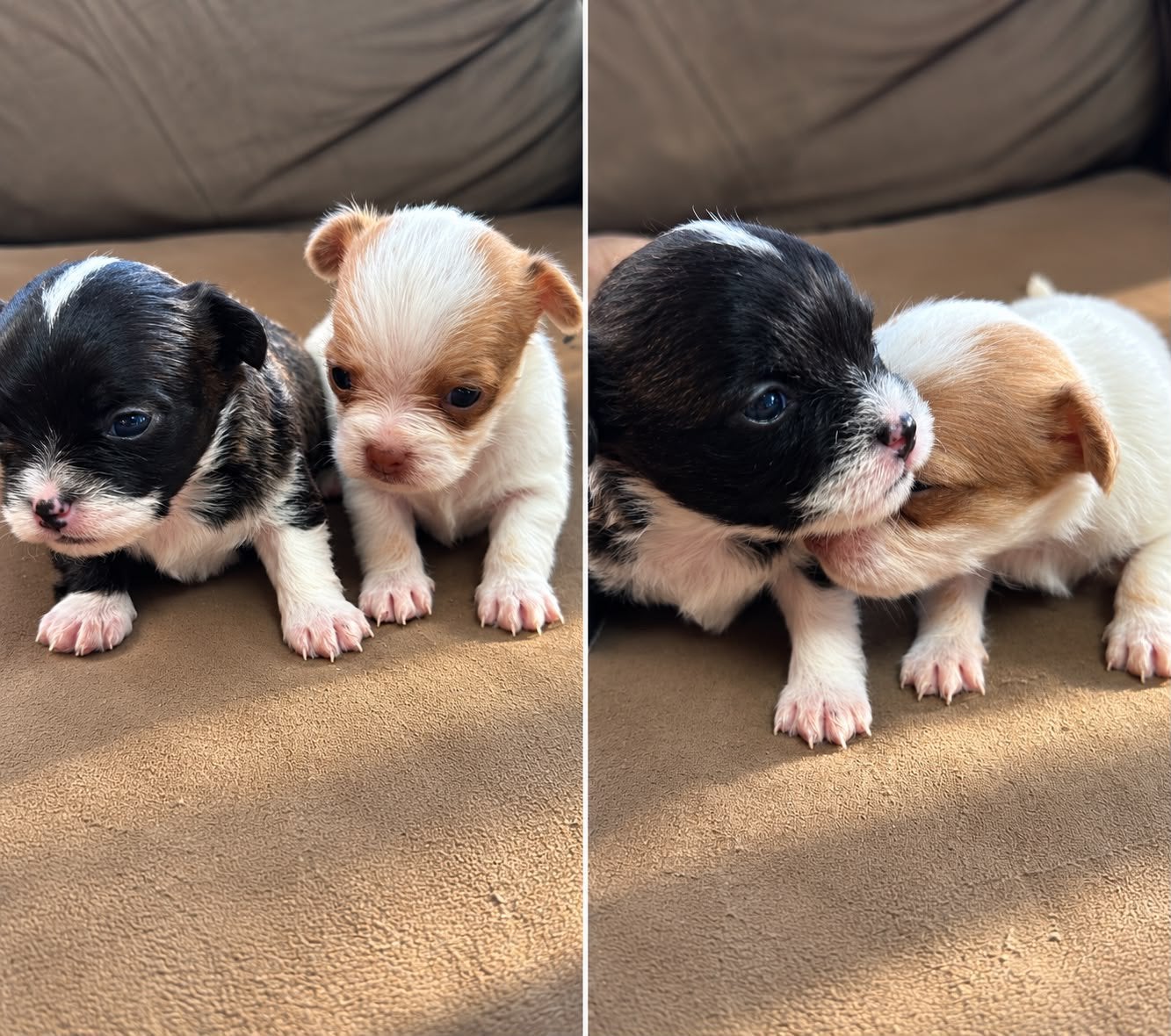 Mix Chihuahua- Maltezer ( Malchi), Meerdere, Meerdere dieren, Chihuahua, Nederland