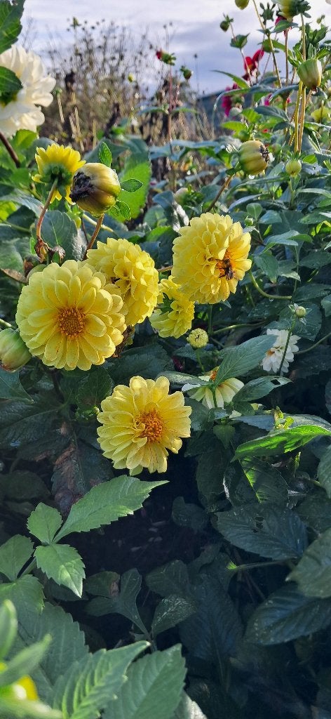 10 prachtige dahlia knollen zaailingen, Ophalen of Verzenden, Voorjaar, Volle zon, Knol