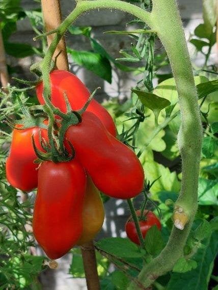 zaden pomodoro Tomaat San Marzano, Ophalen of Verzenden, Voorjaar, Volle zon, Zaad