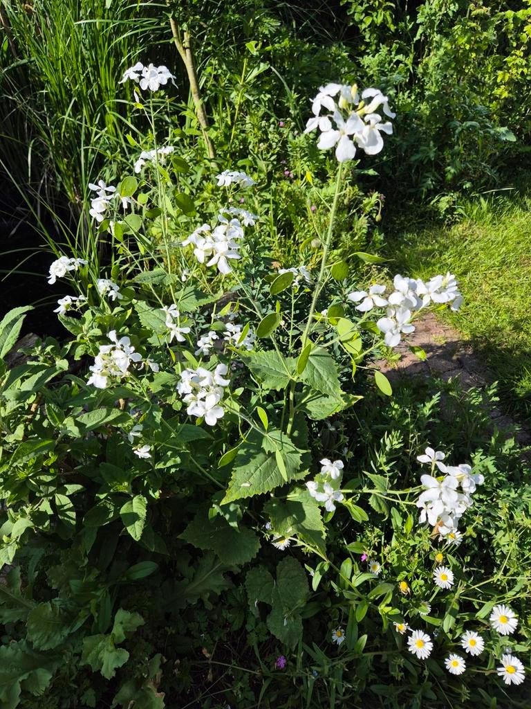 Judaspenning zaden - Mooie decoratie voor de tuin, Ophalen of Verzenden, Voorjaar, Halfschaduw, Zaad
