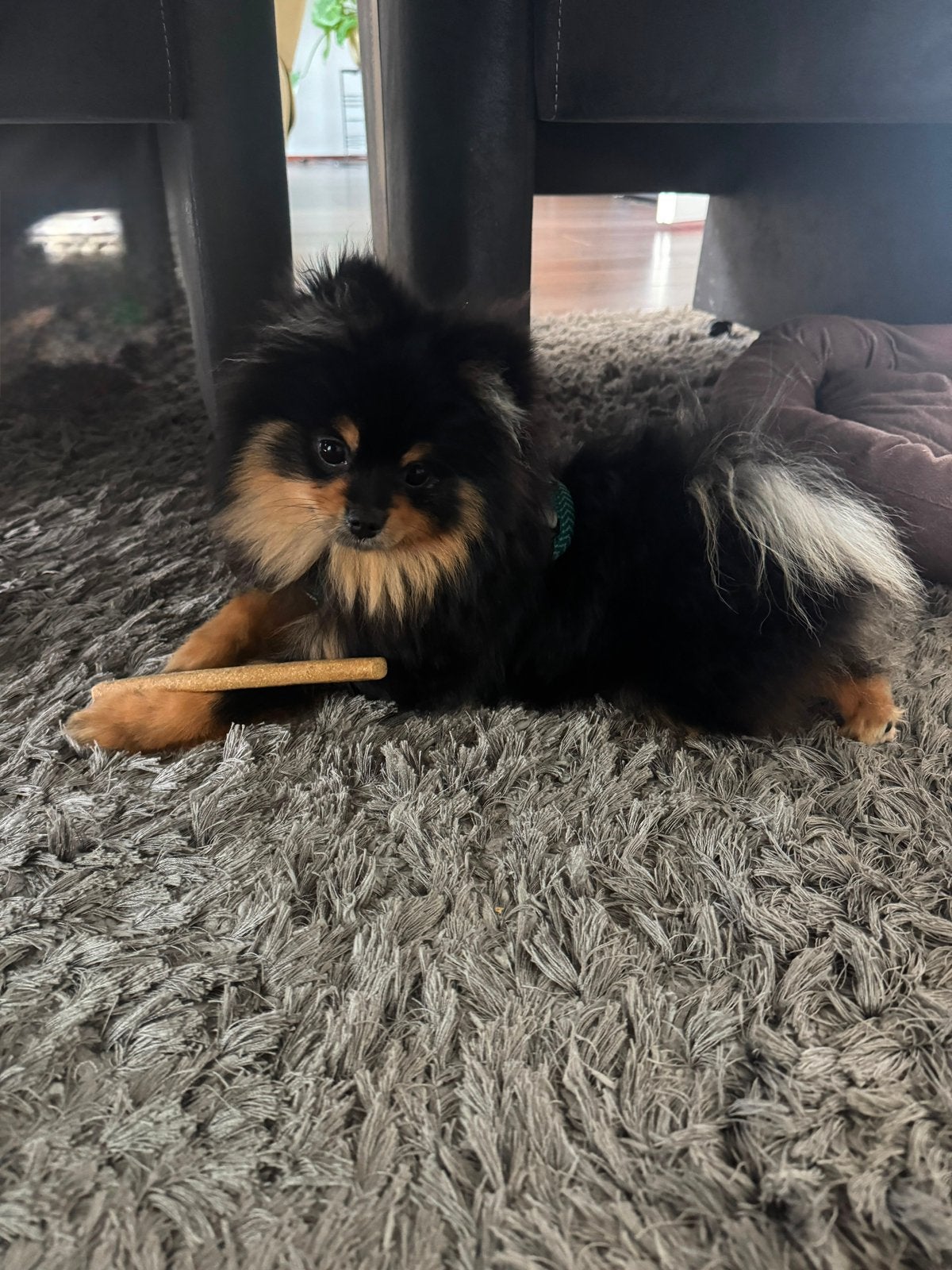 Black en tan reutje nederlandse pup, Keeshond, 15 weken tot 1 jaar, Teef, Parvo