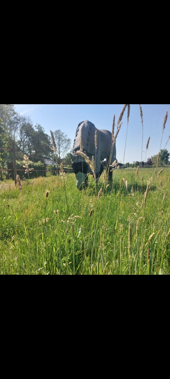 Paddock paradise Bakel, Weidegang