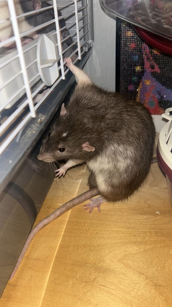 2 liefe rittese ratten zoeken een goed huisje met spoed!💕, Rat, Augustus, Mannelijk, Tam