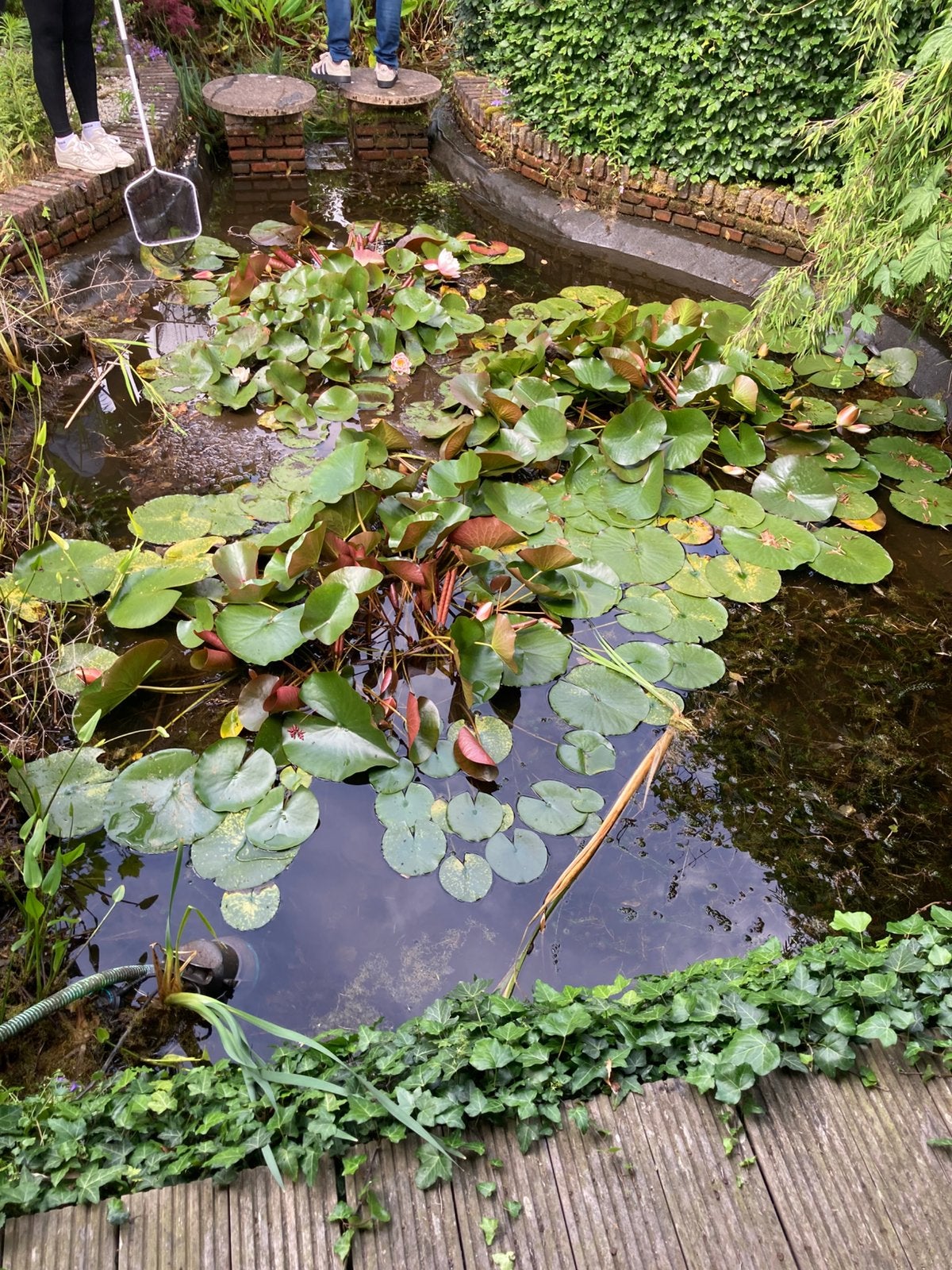 Grote waterlelies, Tuin en Terras, Vijvers, Ophalen, Zo goed als nieuw