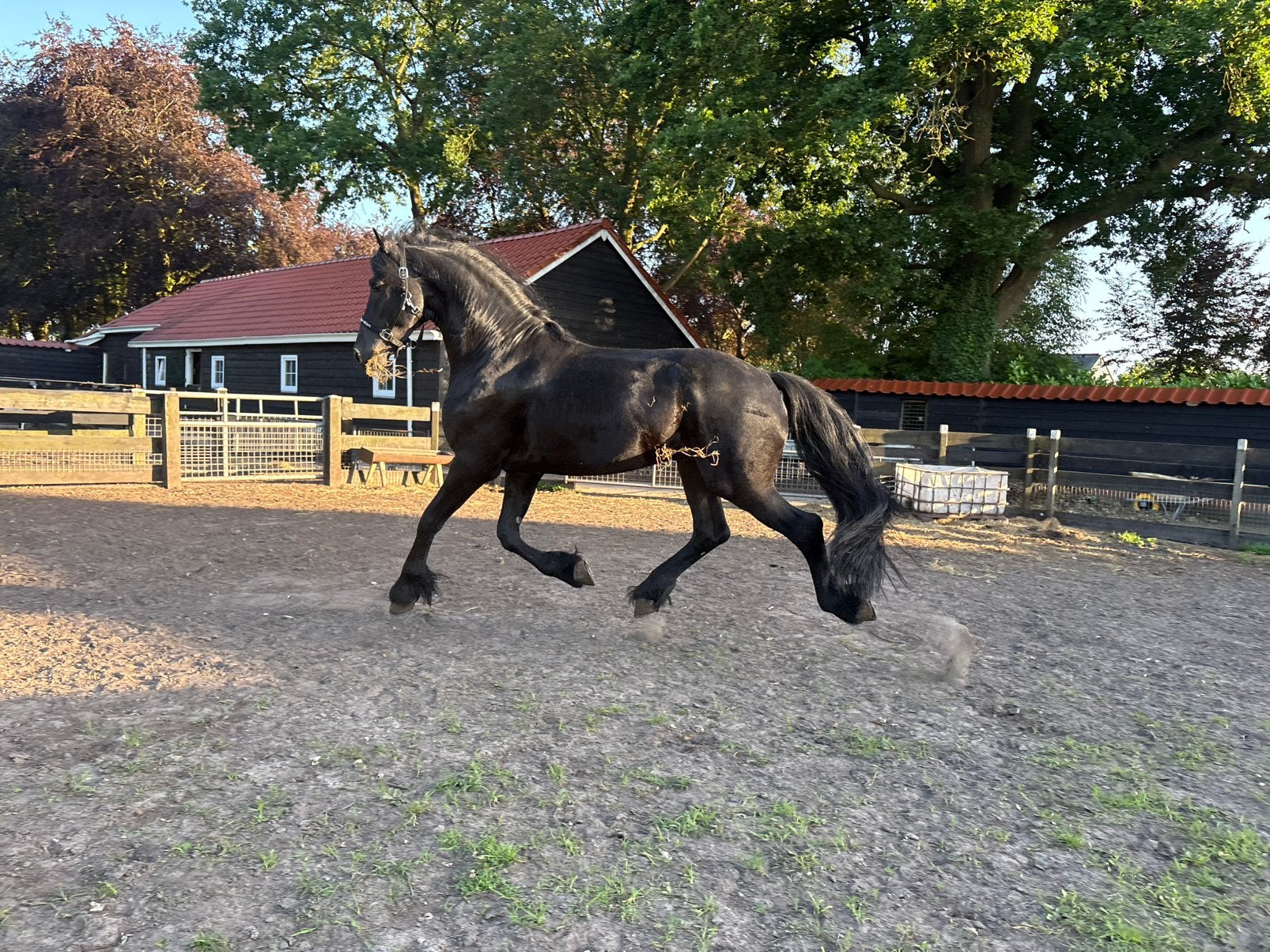 Te koop mooie 3 jarige friese hengst, Dieren en Toebehoren, Met stamboom, Hengst, 3 tot 6 jaar, 160 tot 165 cm