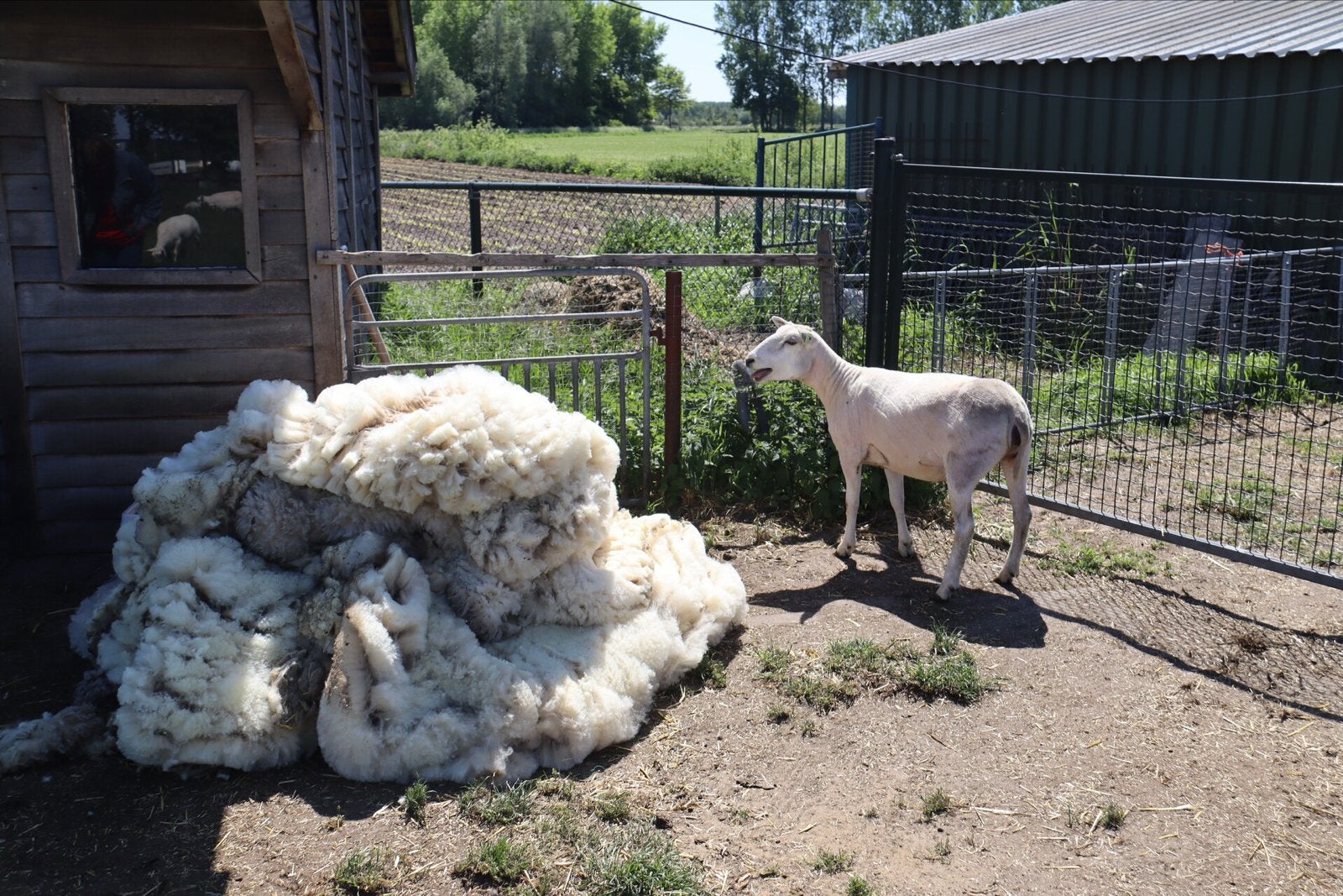 Wol van schapen (wandelwol), Ophalen, Overige typen