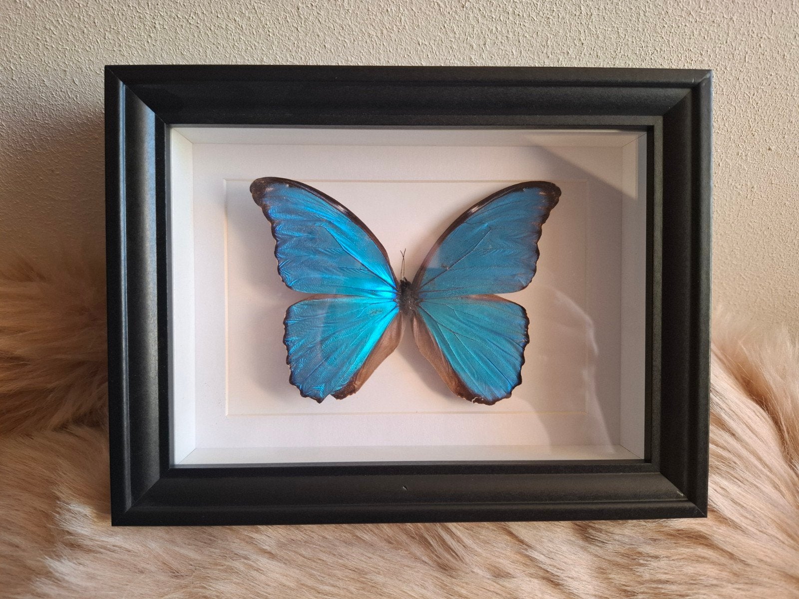 Geprepareerde vlinder., Ophalen, Nieuw, Insect, Opgezet dier