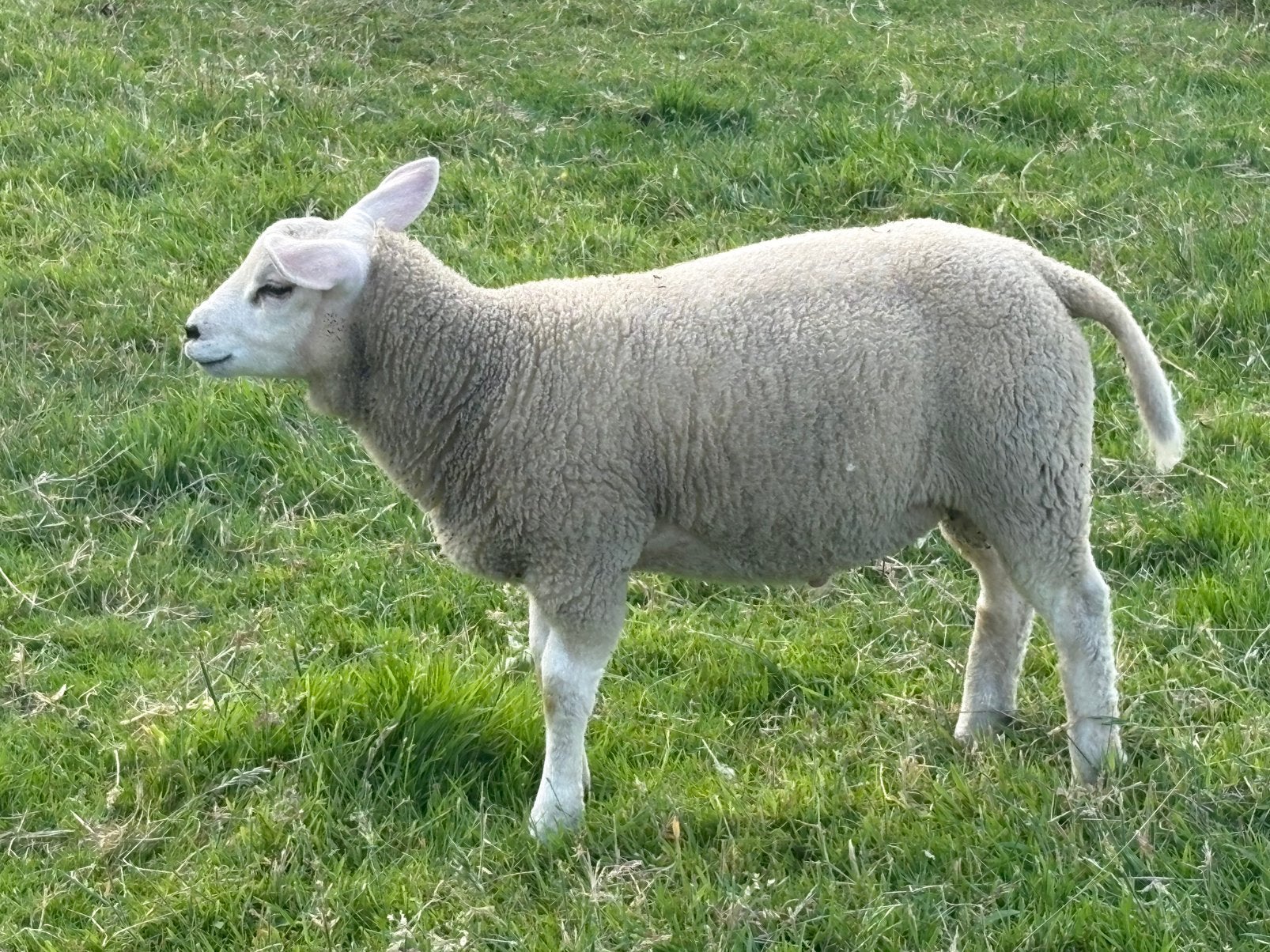 Tk mooie 75% engelse texelaar rammen, Dieren en Toebehoren, Mannelijk, Schaap