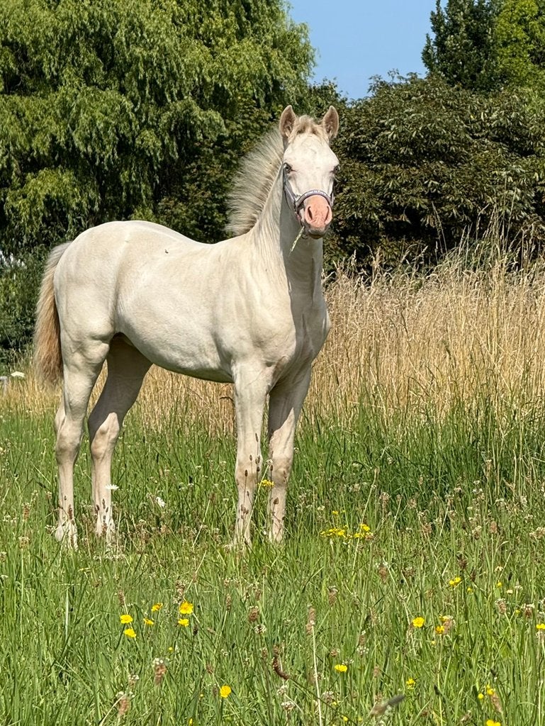1 jarige perlino D-pony merrie, Dieren en Toebehoren, Merrie, Minder dan 160 cm, Met stamboom, Niet van toepassing