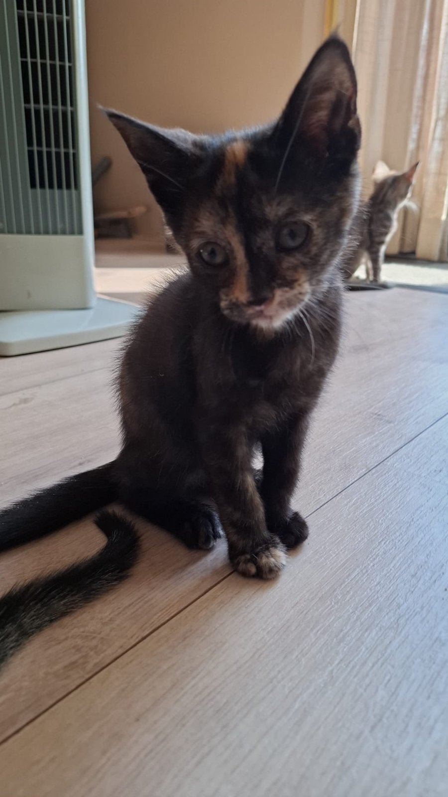 Deze twee broertjes zoeken een baasje., Kater