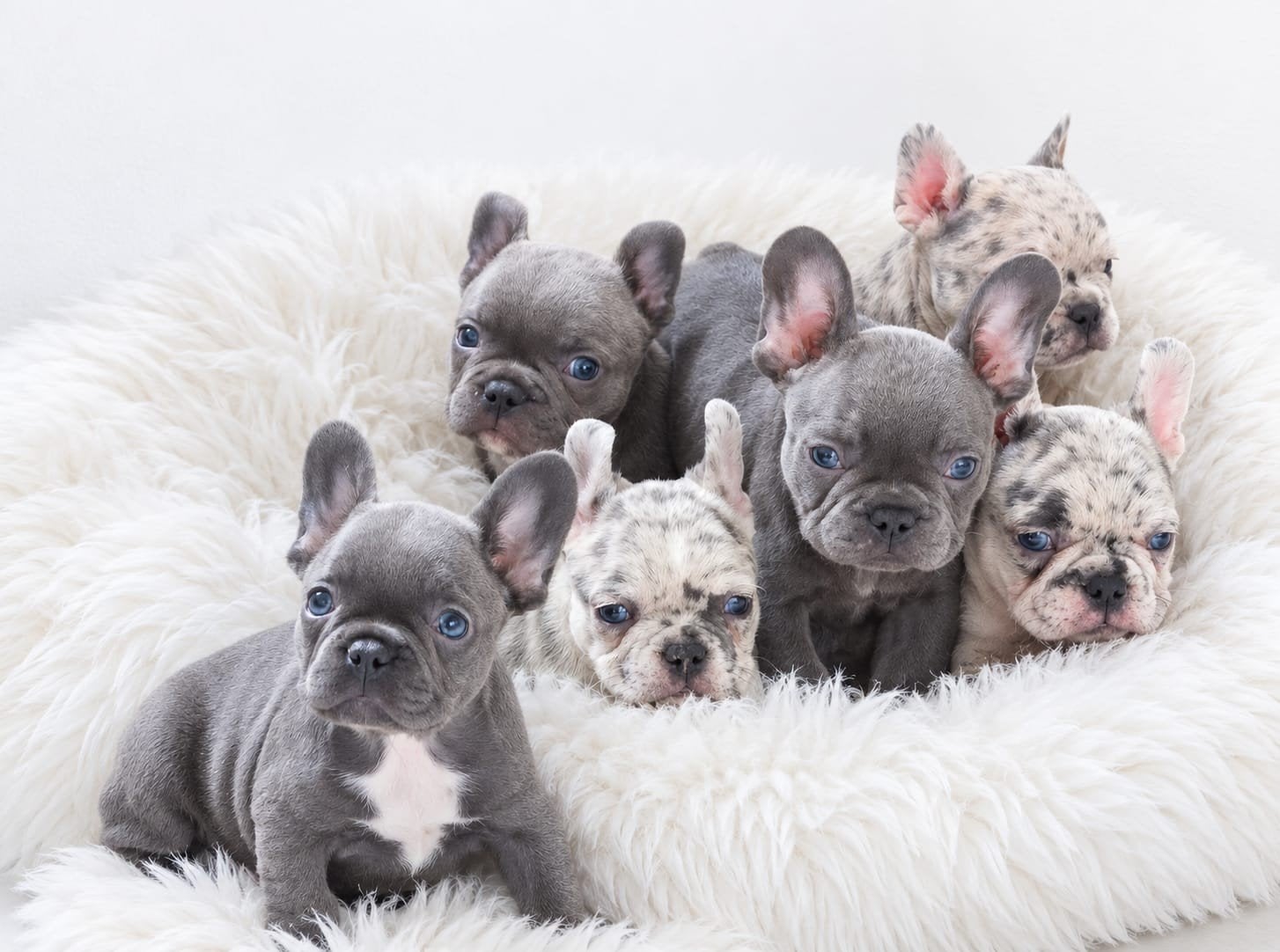 Prachtige Franse Bulldog pups zoeken een liefdevol thuis, 8 tot 15 weken, Meerdere, Meerdere dieren, Nederland