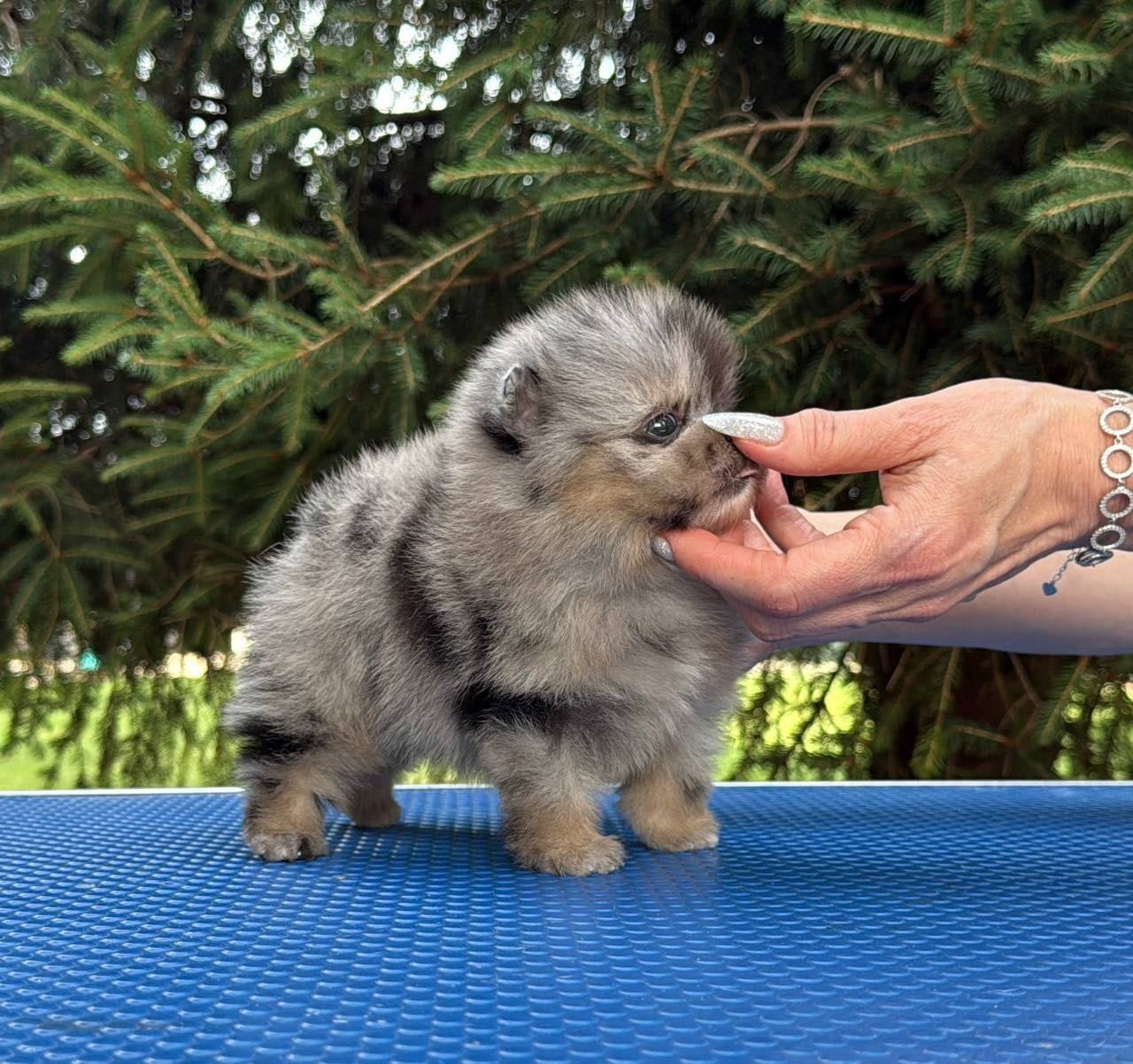Exclusieve Mini Pomeranian Bear Face Merle Reu –, Dieren en Toebehoren, Honden | Chihuahua's en Gezelschapshonden, Particulier