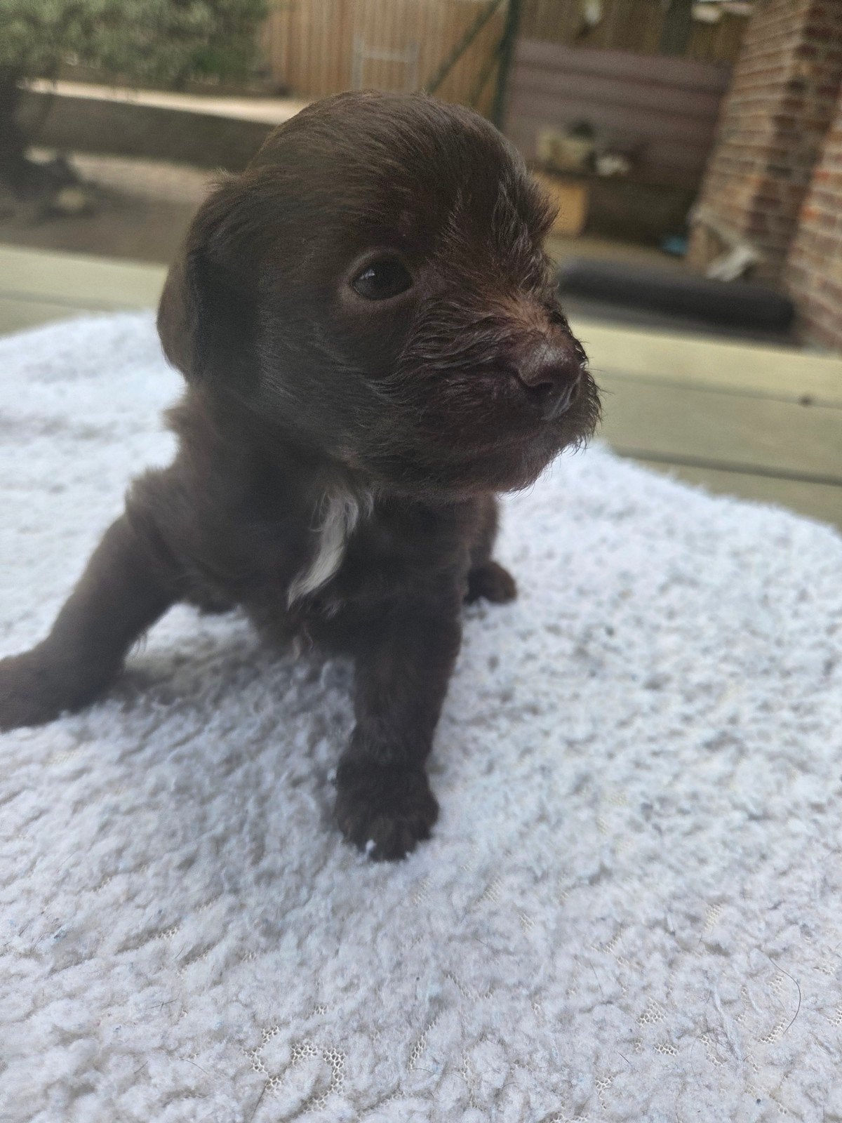 mooie boomertjes te koop, Dieren en Toebehoren, Parvo, 8 tot 15 weken, Meerdere, Meerdere dieren