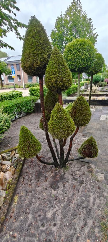 Diverse vormgesnoeide planten voor uw tuin, Ophalen, Overige soorten, Volle zon