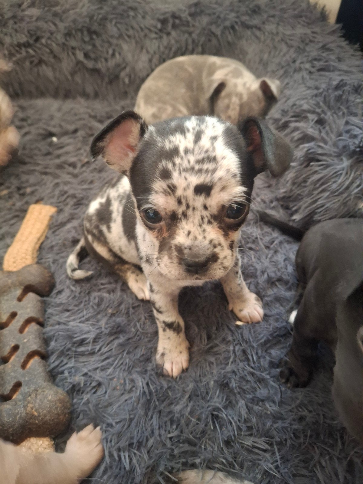 franse bulldog puppys, Dieren en Toebehoren, 8 tot 15 weken, Bulldog, Meerdere, Meerdere dieren