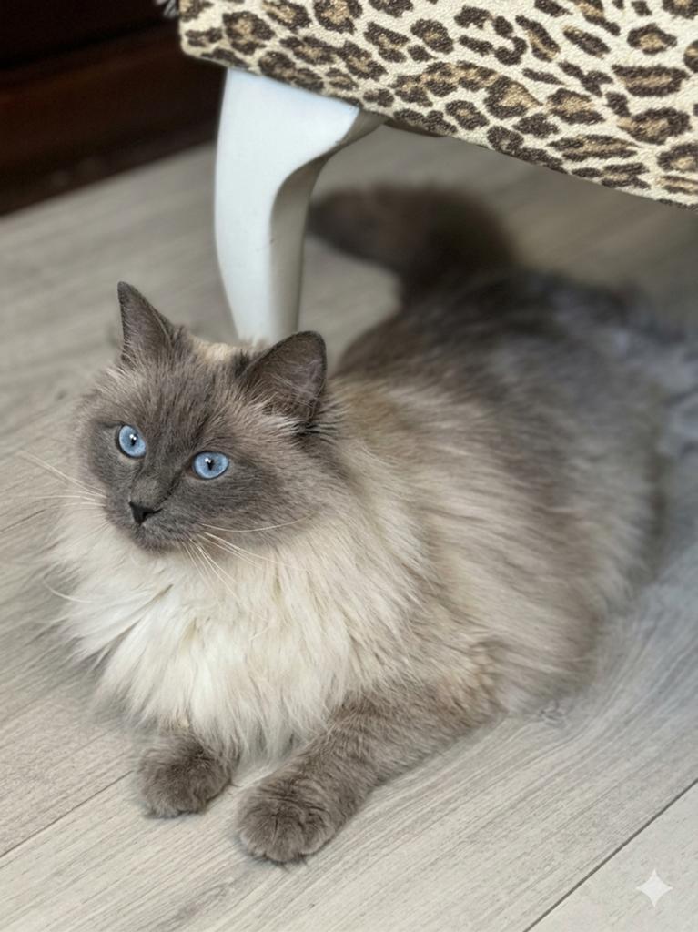 Lief ragdoll meisje, Poes