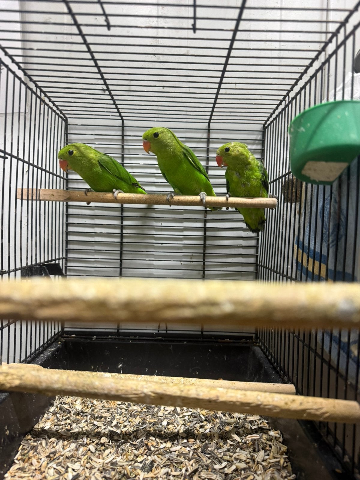 Te koop 0-3 Agapornis Tarantas., Dieren en Toebehoren, Vrouwelijk, Dwergpapegaai of Agapornis, Geringd