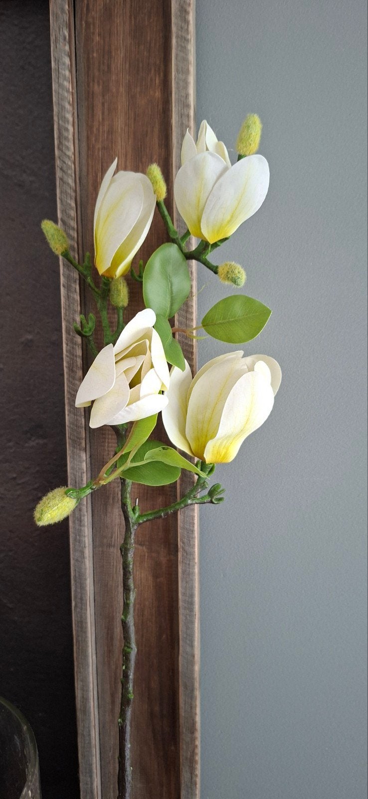 Magnolia tak, Ophalen of Verzenden, Nieuw