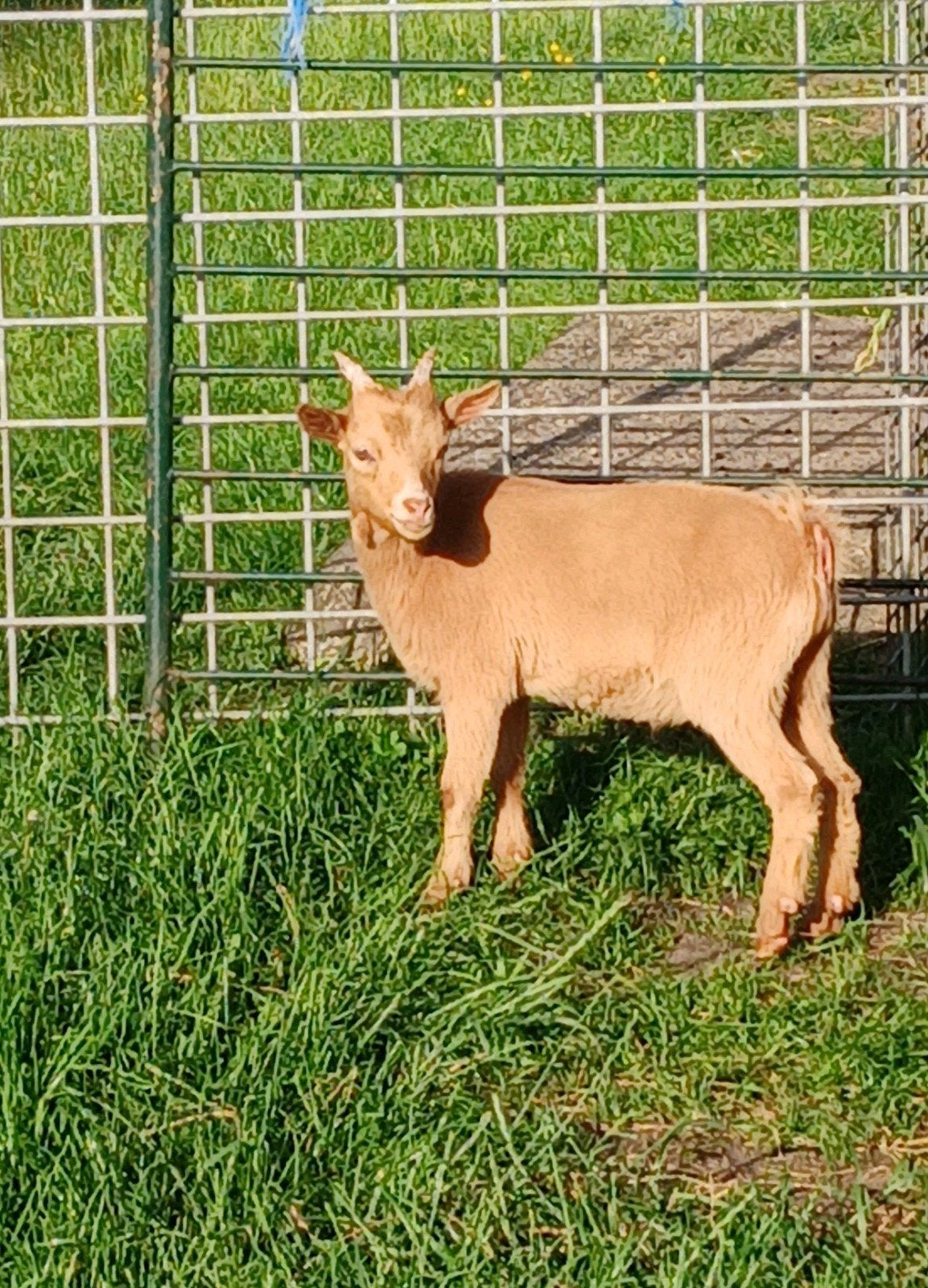 Bokje (camel), Dieren en Toebehoren, Schapen, Geiten en Varkens, Mannelijk, Geit, 0 tot 2 jaar