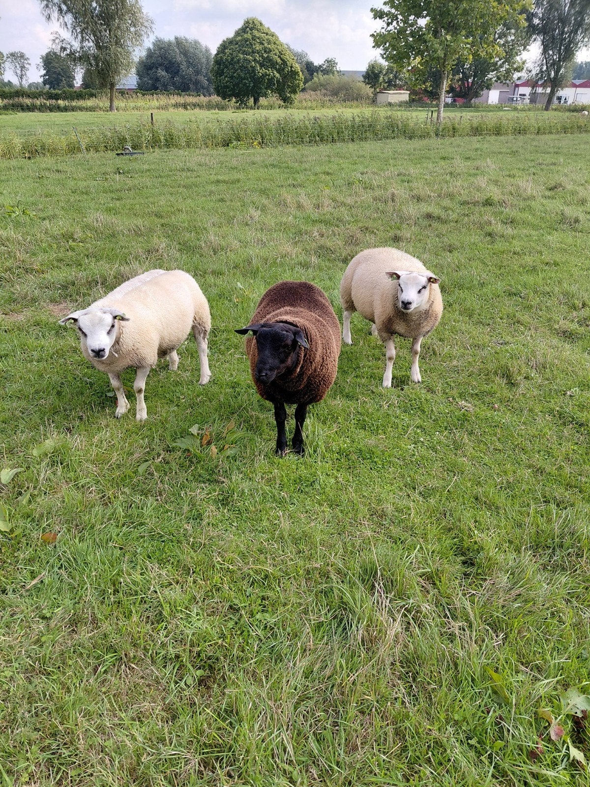 ramm dekram texelaar, Mannelijk, Schaap