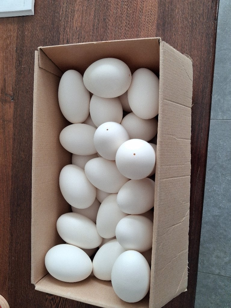 Ganzeneieren., Ophalen, Nieuw