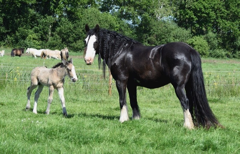 Tinkers en Drumhorses, jong en volwassen ook gereden, Minder dan 160 cm, Niet van toepassing, 3 tot 6 jaar, Meerdere dieren