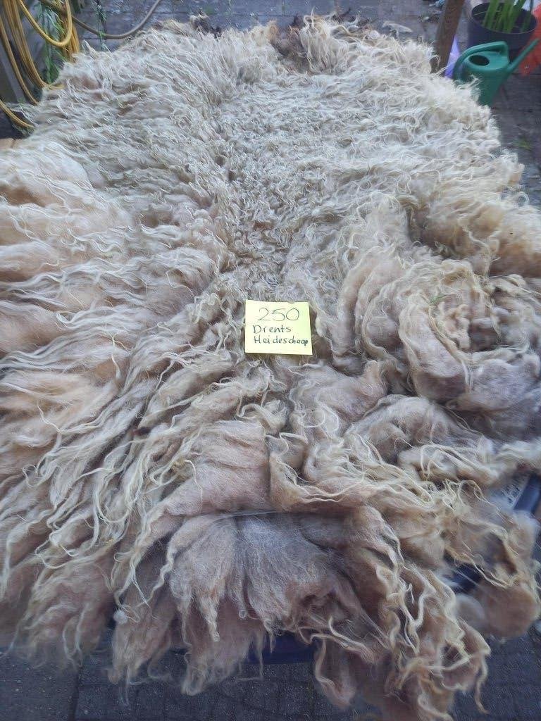 nr 250 Geschoren vacht van een Drents heideschaap, Ophalen of Verzenden, Gebruikt