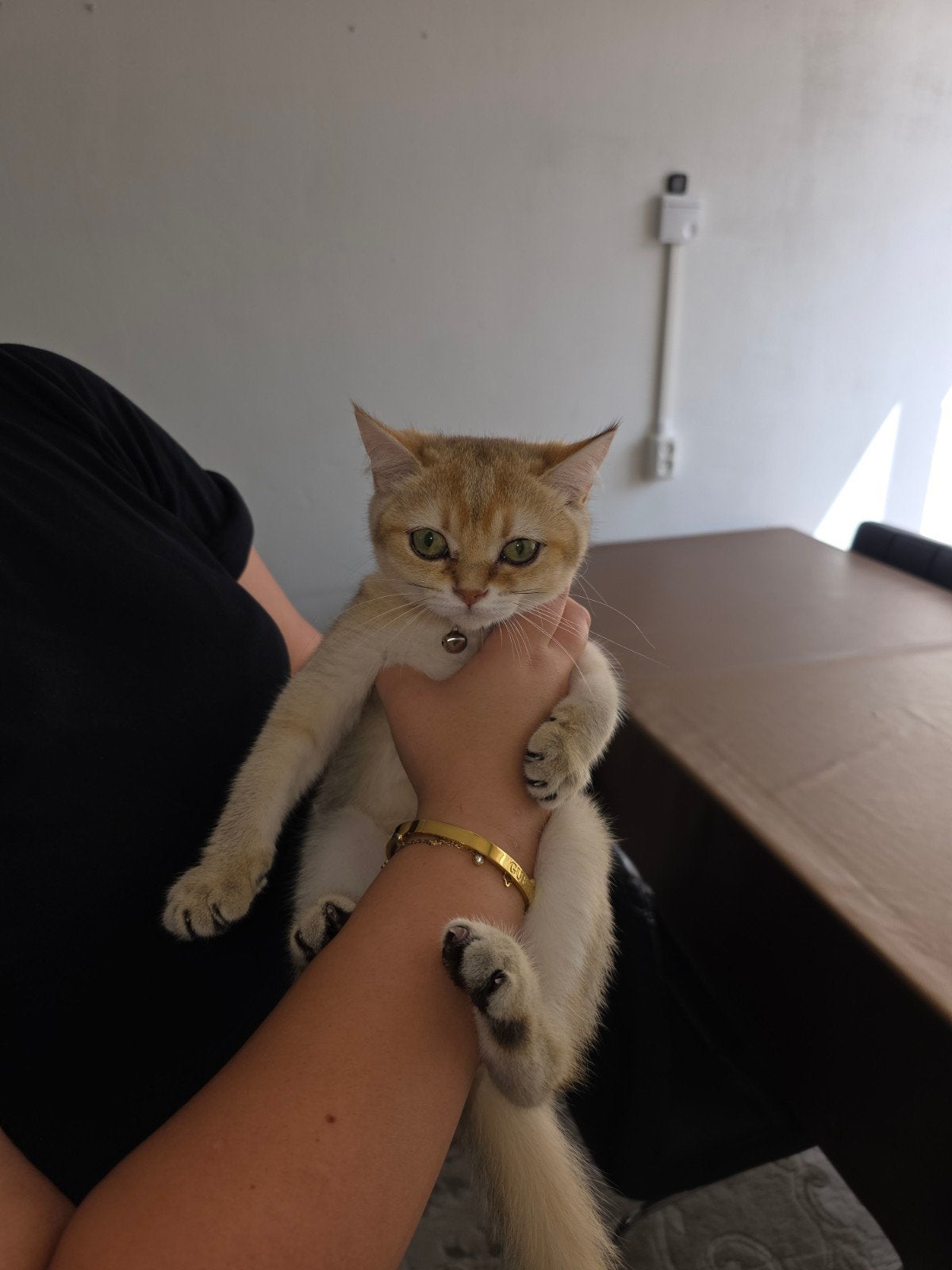 Britse korthaar poes golden kleur, Dieren en Toebehoren, Katten en Kittens | Overige Katten, Poes