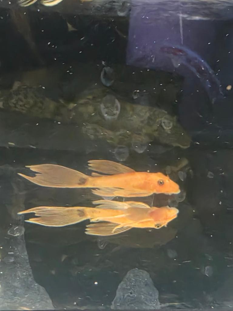 Longfin ancistrus dirty red, Dieren en Toebehoren, Overige soorten